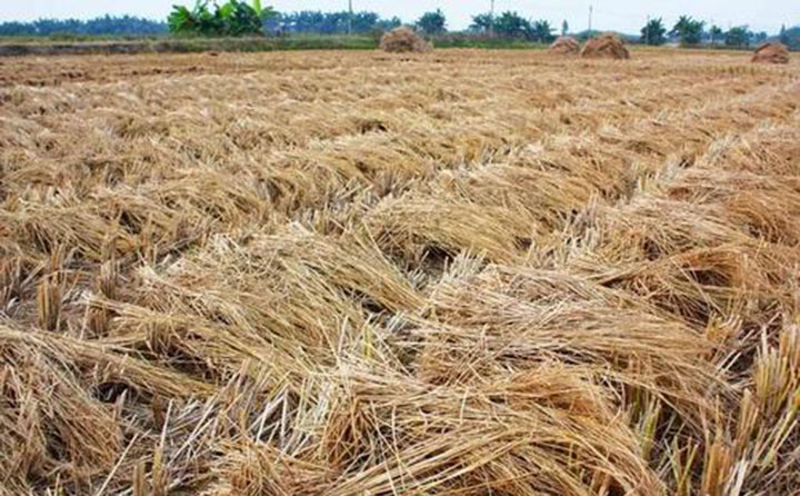 鋸末顆粒機(jī)原料 鋸末顆粒機(jī)原料