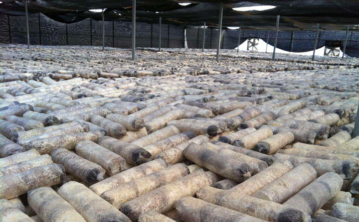 廢棄菌棒 廢棄菌棒